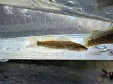 Tippecanoe Darter, photographed in Ohio
