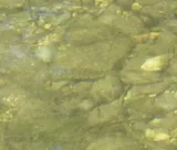Texas Logperch, photographed in Texas