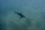Bull Shark, photographed in Baja California Sur