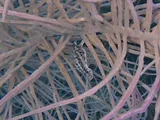 Slender Filefish, photographed in Fort-de-France