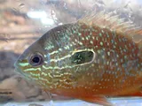 Lepomis solis, photographed in Alabama