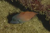 Lacefin Filefish, photographed in Batangas