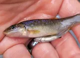 Cutlip Minnow, photographed in Maryland