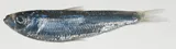 Marquesan Sardinella, photographed in Marquesas Islands