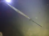 Atlantic Needlefish, photographed in Florida