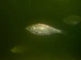 Shiner Perch, photographed in British Columbia