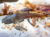 Brown Madtom, photographed in Kentucky