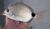 Spottail Pinfish, photographed in Florida
