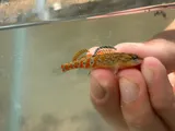 Headwater Darter, photographed in Kentucky