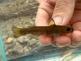 Snail Bullhead, photographed in South Carolina