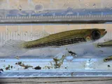 Lined Topminnow, photographed in Florida