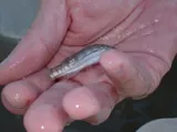 Striped Killifish, photographed in North Carolina