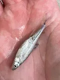 Pugnose Minnow, photographed in Texas