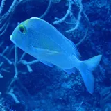 Saucereye Porgy, photographed in Belize