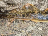 Sea Lamprey, photographed in Agder