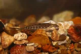 Buffalo Darter, photographed in Tennessee