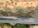 Fieryblack Shiner, photographed in North Carolina