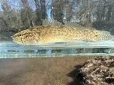 Spottail Darter, photographed in Kentucky