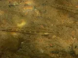 Goldline Darter, photographed in Alabama