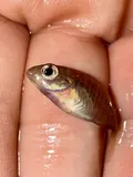 Longear Sunfish, photographed in Arkansas