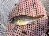 Green Sunfish, photographed in Utah