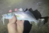 Sand Seatrout, photographed in Texas