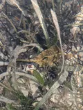 Trunkfish, photographed in Florida