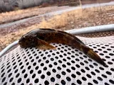Mottled Sculpin, photographed in Utah