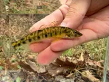 Chesapeake Logperch, photographed in Pennsylvania