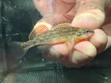 Orangethroat Darter, photographed in Arkansas