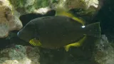 Brown Leatherjacket, photographed in Hawaii