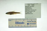 Mimic Shiner, photographed in Illinois