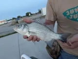 White Bass, photographed in Ohio