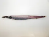 Duckbill Barracudina
