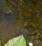 Creek Chubsucker, photographed in Pennsylvania