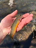 Brook Trout, photographed in New Mexico