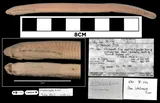Northern Brook Lamprey, photographed in Manitoba (Prov.)