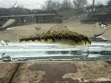 Kentucky Darter, photographed in Kentucky