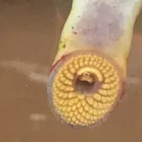 Ohio Lamprey, photographed in Pennsylvania