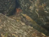 Wounded Darter, photographed in North Carolina