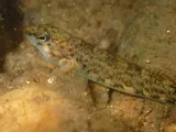 Swannanoa Darter, photographed in North Carolina