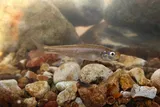 Striped Shiner, photographed in Tennessee