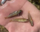 Greenthroat Darter, photographed in Texas