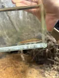 Rosyside Dace, photographed in Alabama