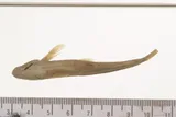 Southern Leatherside Chub, photographed in Utah