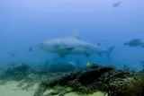 Bull Shark, photographed in Baja California Sur