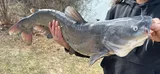Blue Catfish, photographed in Tennessee