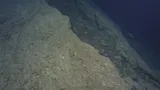 Randall's Snapper
