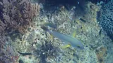 Blacktail Snapper, photographed in Papua Barat