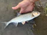 Pahranagut Roundtail Chub, photographed in Colorado